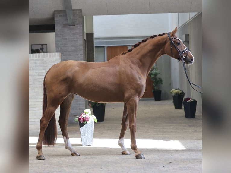 Danish Warmblood Mare 4 years 16.1 hh Chestnut in Asperup