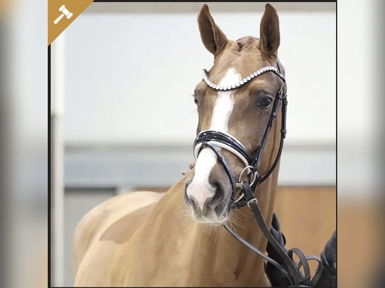 Danish Warmblood Mare 4 years 16.1 hh Chestnut-Red in Asperup