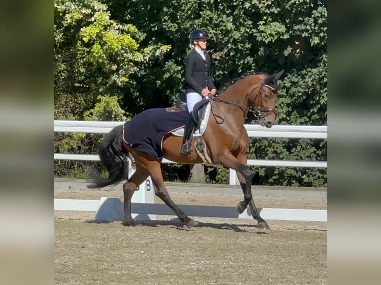 Danish Warmblood Mare 4 years 16,3 hh Brown in Gundelfingen Danish Warmblood Mare 4 years 16,3 hh Brown in Gundelfingen