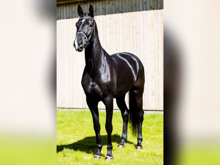 Danish Warmblood Mare 4 years 17 hh Black in Hørsholm