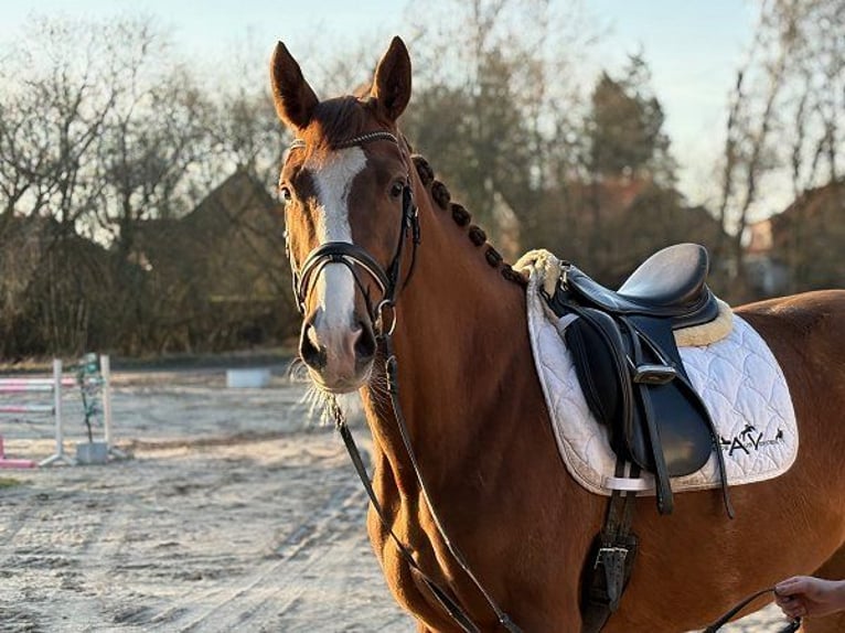 Danish Warmblood Mare 4 years Chestnut in Verden (Aller)