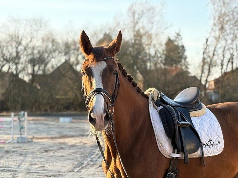 Danish Warmblood Mare 4 years Chestnut in Verden (Aller)