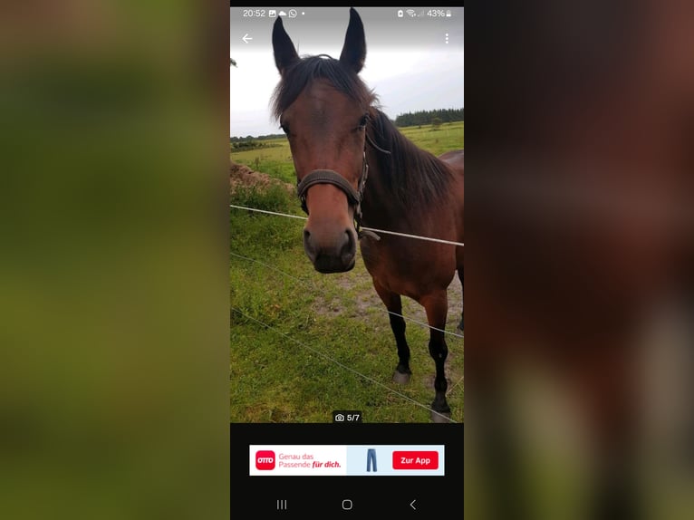 Danish Warmblood Mare 5 years 14,1 hh Brown in Langenhorn