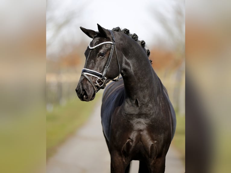 Danish Warmblood Mare 5 years 16.1 hh Black in Diepholz