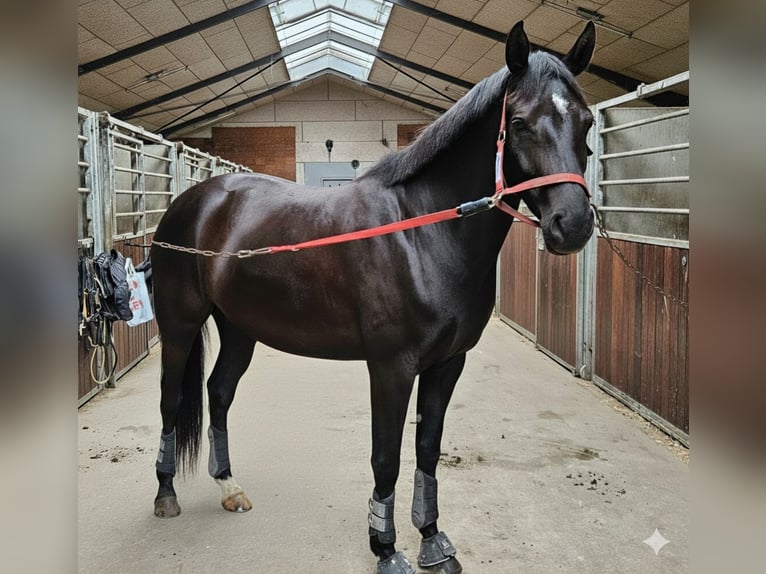 Danish Warmblood Mare 5 years 16,1 hh Black in Lemvig