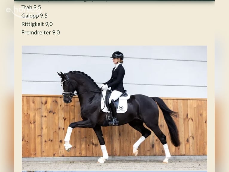 Danish Warmblood Mare 5 years 17 hh Bay-Dark in Putten