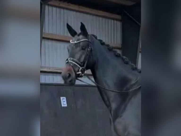 Danish Warmblood Mare 5 years 17 hh Bay-Dark in Børkop