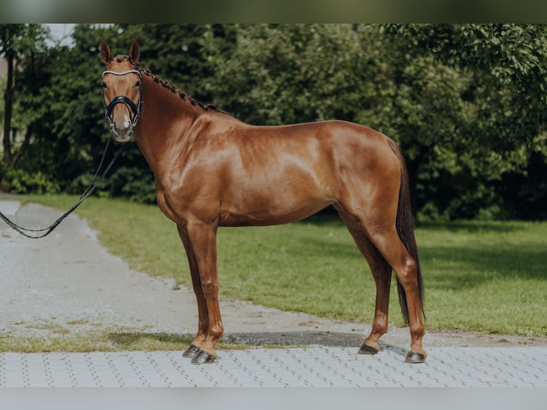 Danish Warmblood Mare 6 years 16,2 hh Chestnut-Red in HolzkirchenHolzkirchen