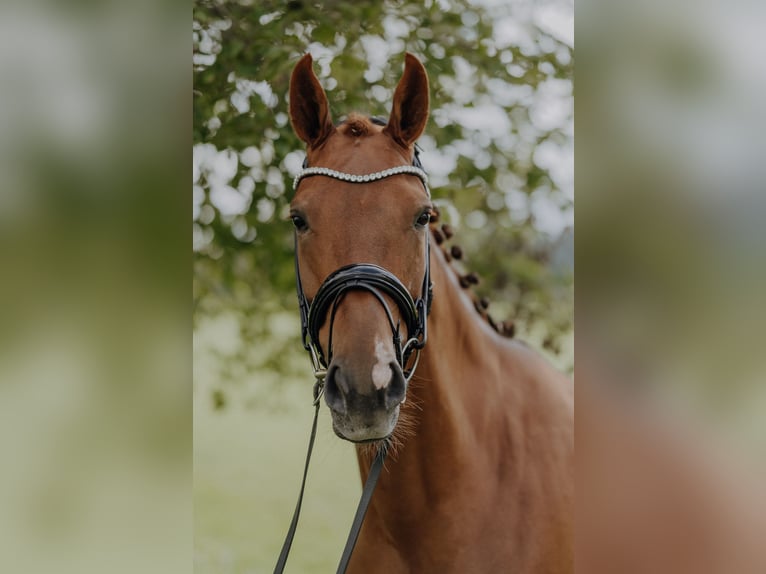 Danish Warmblood Mare 6 years 16,2 hh Chestnut-Red in HolzkirchenHolzkirchen