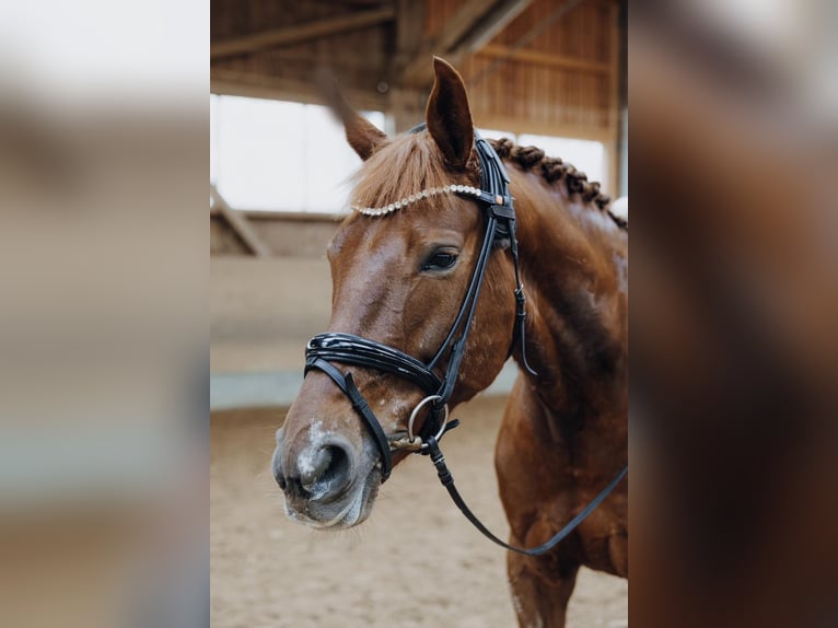 Danish Warmblood Mare 6 years 16,2 hh Chestnut-Red in HolzkirchenHolzkirchen