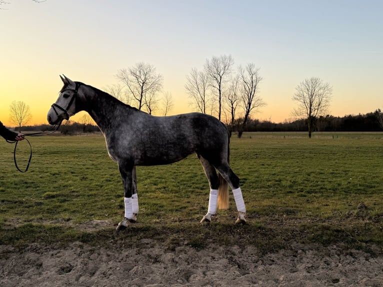 Danish Warmblood Mare 6 years 16,1 hh Gray-Blue-Tan in Löningen