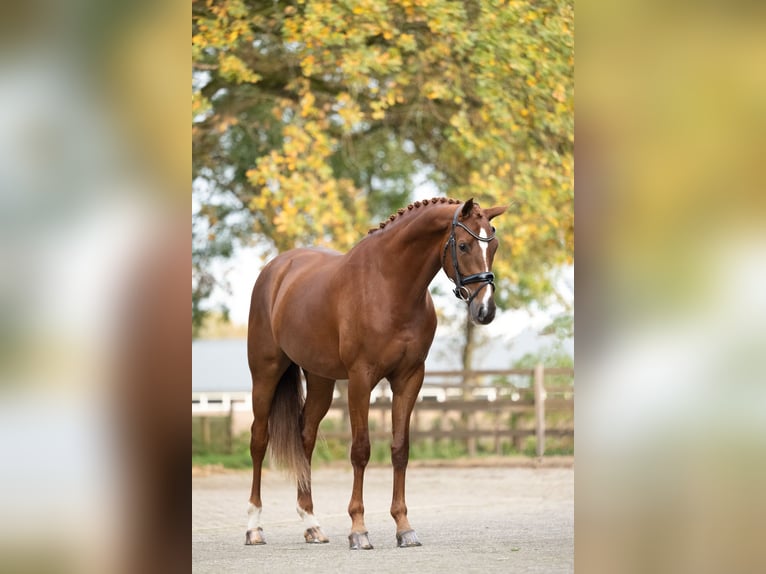 Danish Warmblood Mare 6 years 16,2 hh Chestnut in Lunteren