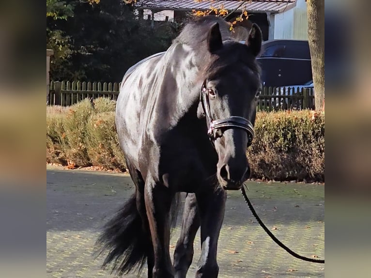 Danish Warmblood Mare 6 years 16,3 hh Black in Warendorf