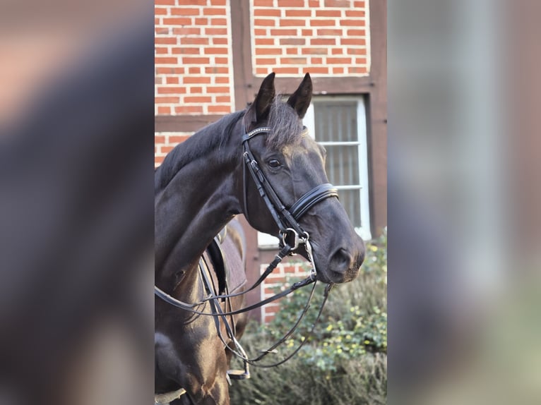 Danish Warmblood Mare 6 years 16,3 hh Black in Warendorf