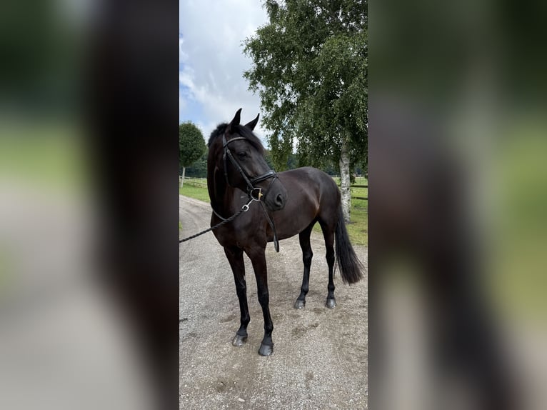 Danish Warmblood Mare 6 years 17 hh Black in Vester Skerninge
