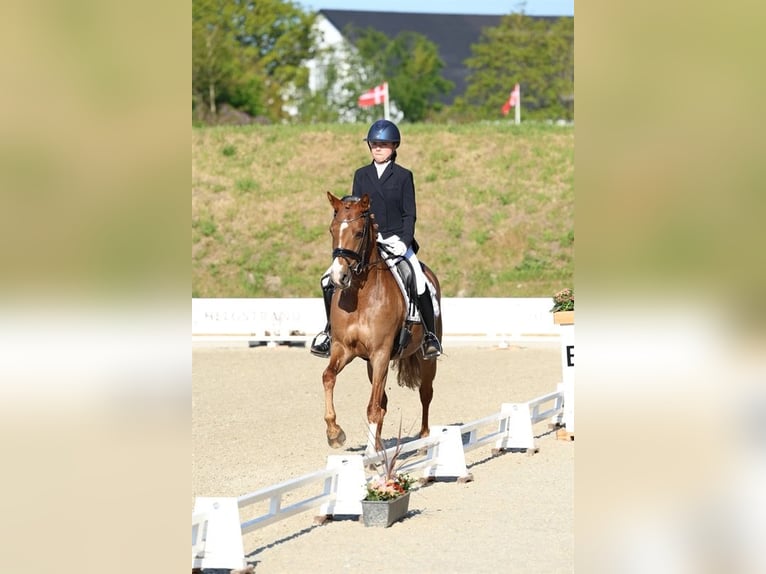Danish Warmblood Mare 7 years 13,2 hh Chestnut-Red in Grindsted