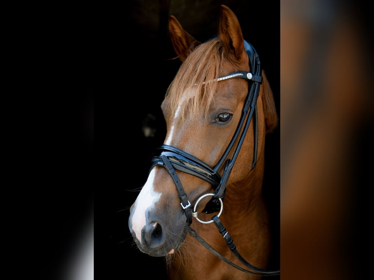 Danish Warmblood Mare 7 years 13,2 hh Chestnut-Red in Grindsted