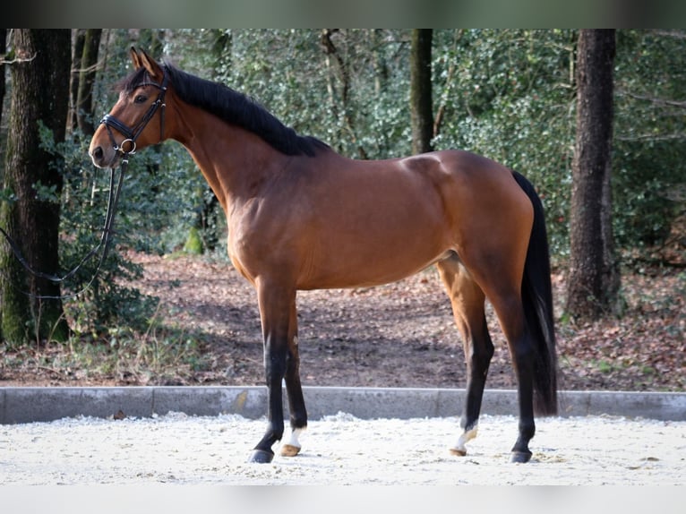 Danish Warmblood Mare 7 years 16.3 hh Brown in Wuppertal