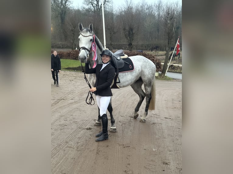 Danish Warmblood Mare 7 years 16,2 hh Grey in Bramming