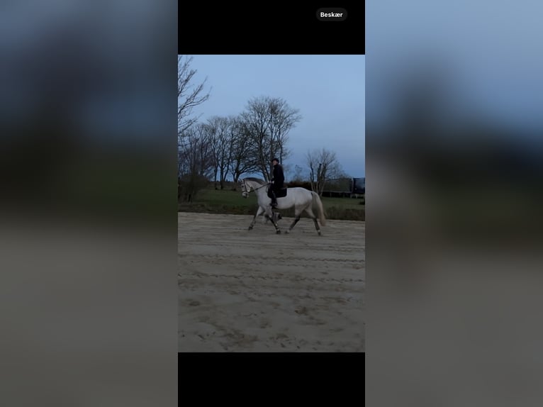 Danish Warmblood Mare 7 years 16,2 hh Grey in Bramming