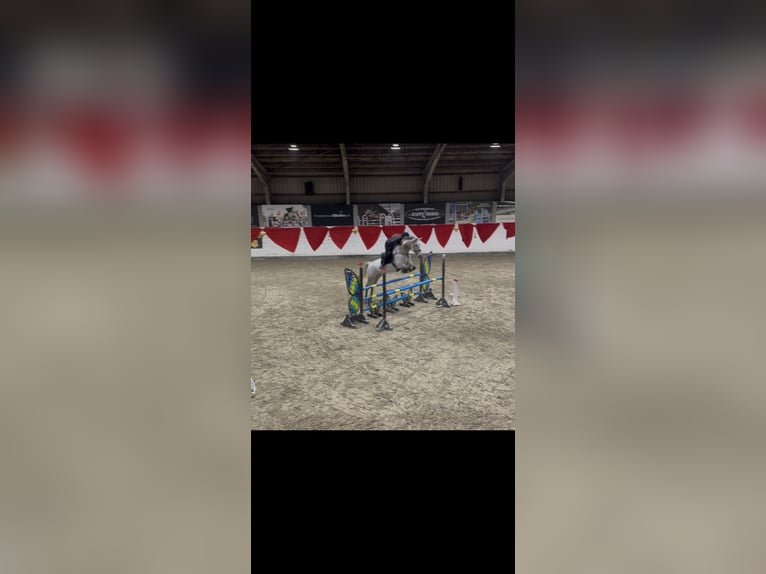 Danish Warmblood Mare 7 years 16,2 hh Grey in Bramming