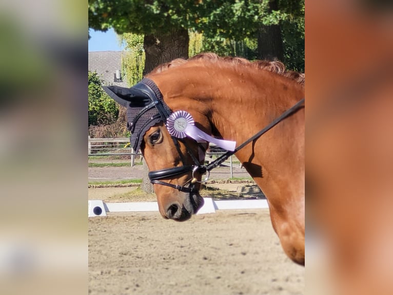 Danish Warmblood Mare 7 years 17.1 hh Chestnut-Red in Scharnebeck