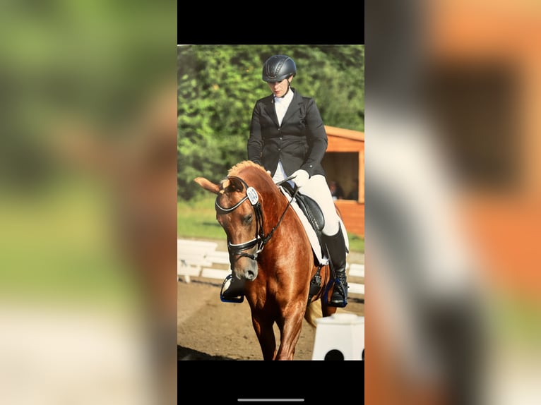 Danish Warmblood Mix Mare 8 years 15 hh Chestnut-Red in HandewittHandewitt