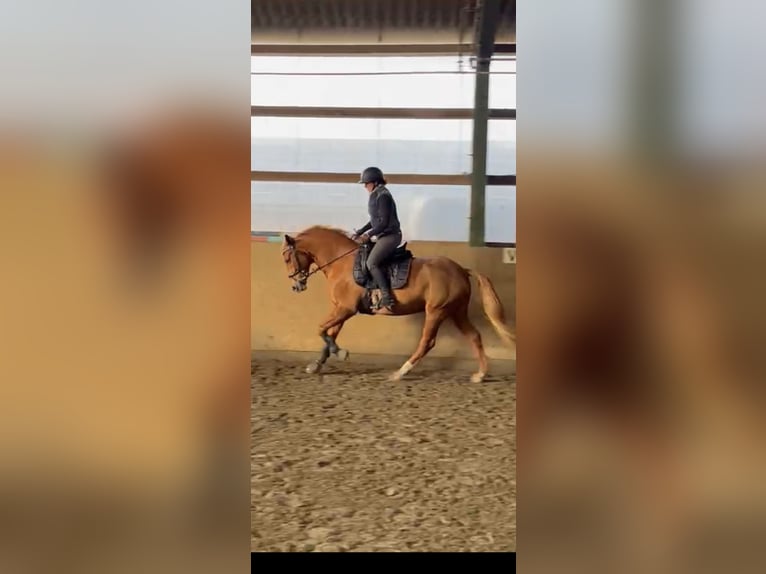 Danish Warmblood Mix Mare 8 years 15 hh Chestnut-Red in HandewittHandewitt