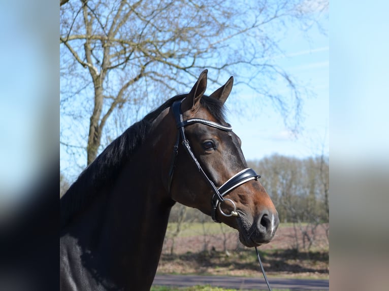 Danish Warmblood Mare 8 years 16.2 hh Bay-Dark in Diever
