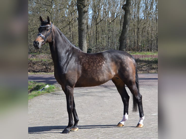 Danish Warmblood Mare 8 years 16.2 hh Bay-Dark in Diever