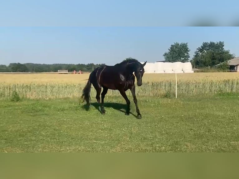 Danish Warmblood Mare 8 years 16.2 hh Black in Ołudza, Szczekociny