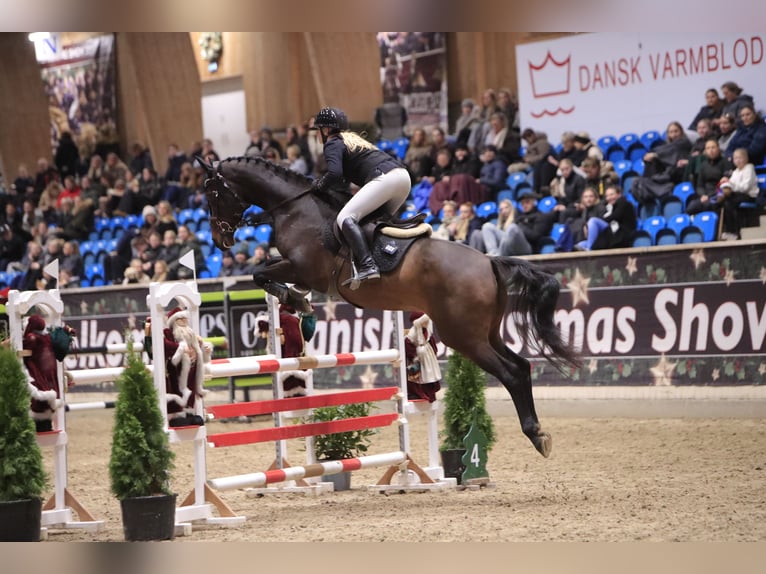 Danish Warmblood Mare 8 years 16 hh Bay-Dark in Ølgod