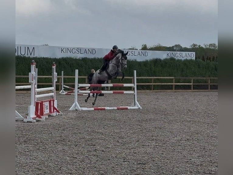 Danish Warmblood Mare 8 years 16 hh Grey in Auning