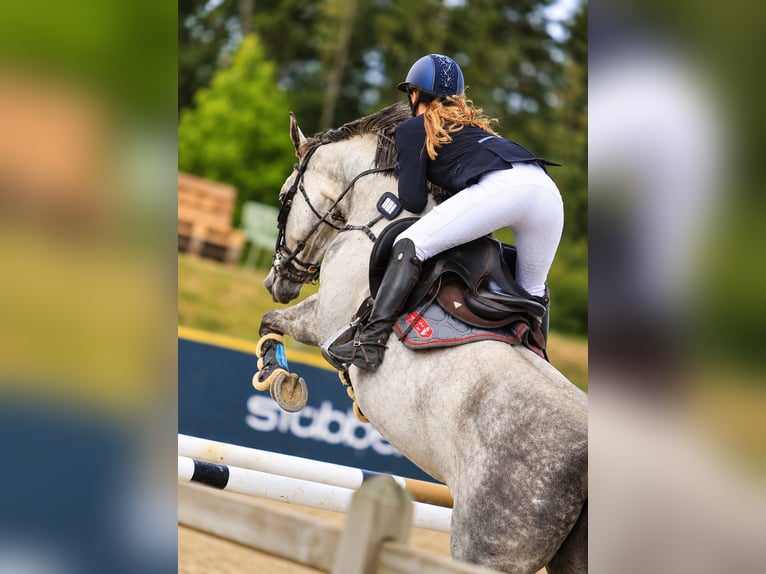 Danish Warmblood Mare 8 years 16 hh Grey in Auning