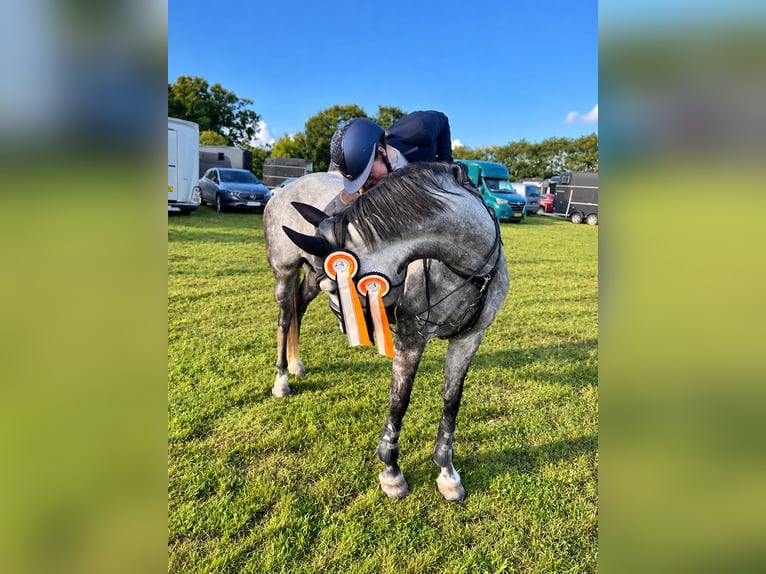 Danish Warmblood Mare 8 years 16 hh Grey in Auning