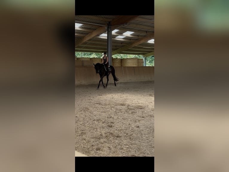 Danish Warmblood Mare 8 years 16,2 hh Black in Lahr/Schwarzwald