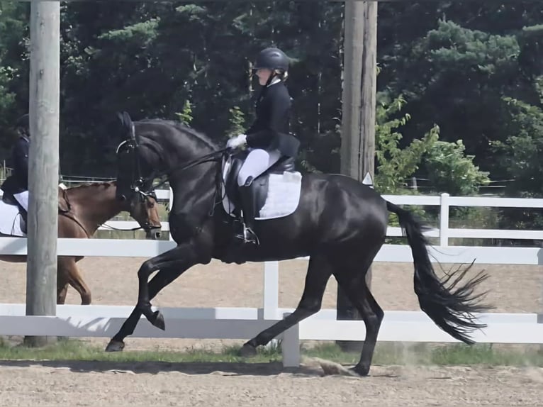 Danish Warmblood Mare 9 years 16,2 hh Black in Viborg