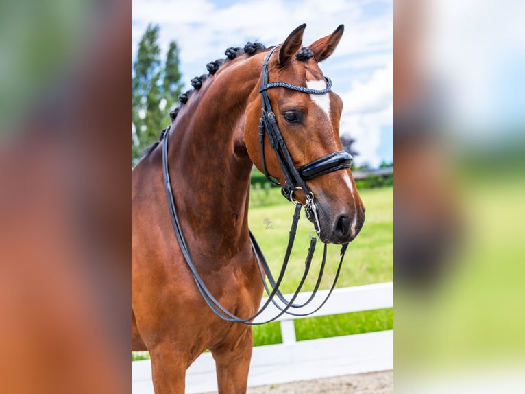 Danish Warmblood Mare 9 years Brown in Strijen