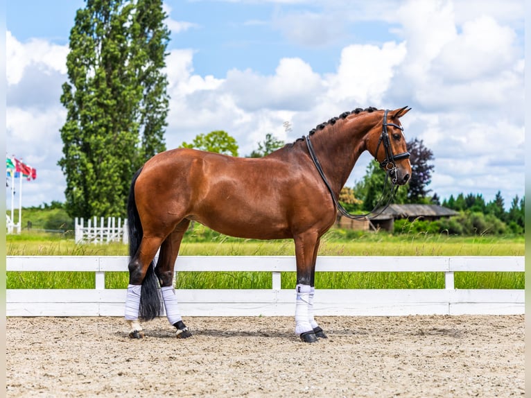 Danish Warmblood Mare 9 years Brown in Strijen