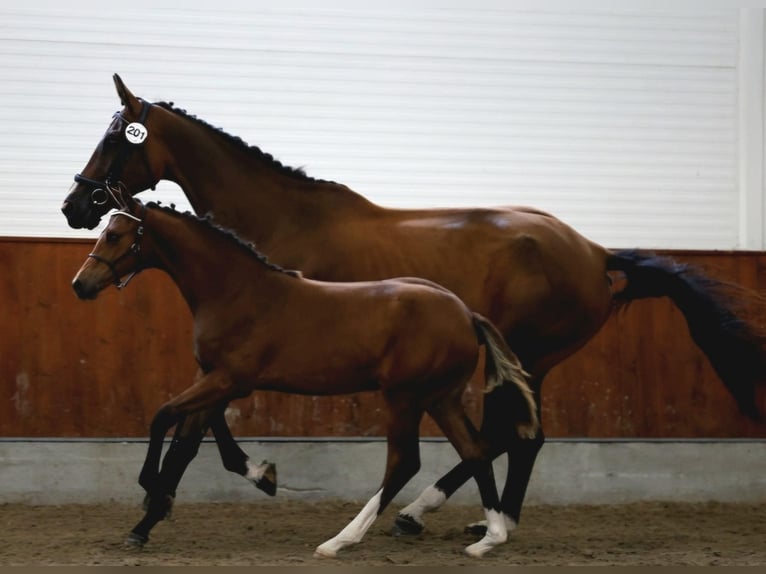 Danish Warmblood Mare Foal (03/2024) 17 hh Brown in Herlufmagle