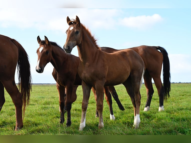 Danish Warmblood Mare Foal (05/2025) Chestnut in Bredebro Danish Warmblood Mare Foal (05/2025) Chestnut in Bredebro