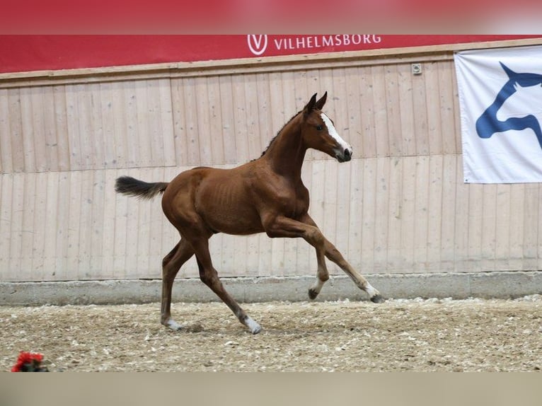 Danish Warmblood Mare Foal (06/2025) in Glamsbjerg