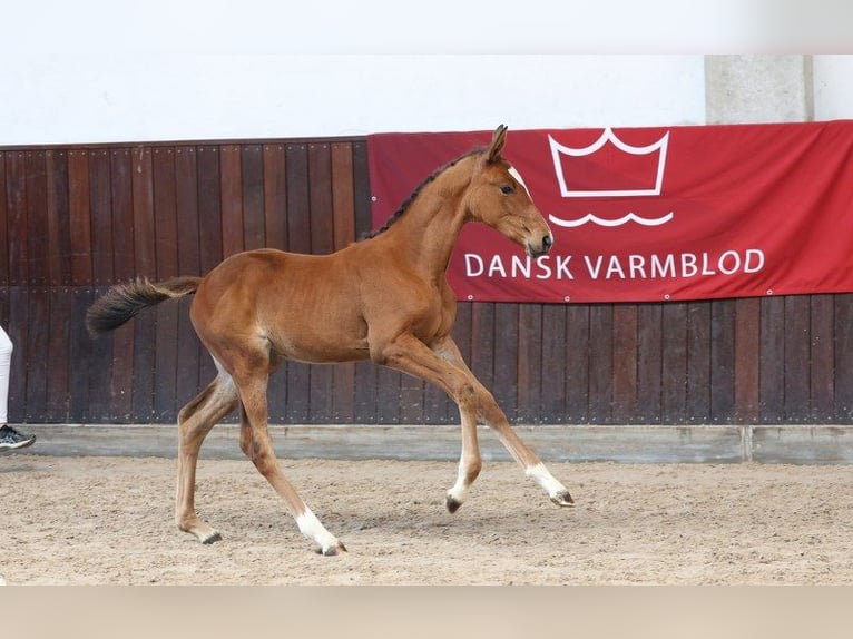 Danish Warmblood Mare Foal (06/2025) in Glamsbjerg