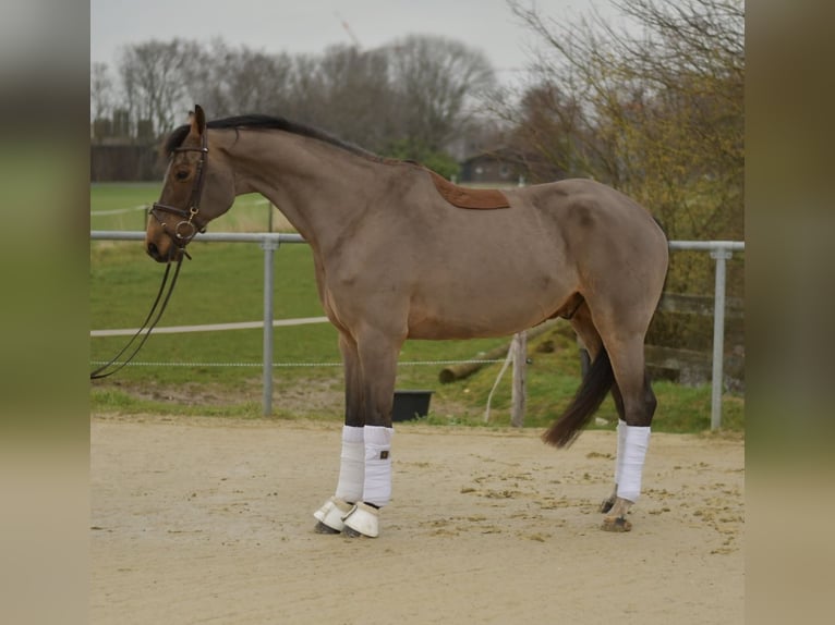 Danish Warmblood Stallion 11 years 17 hh Brown in Geilenkirchen