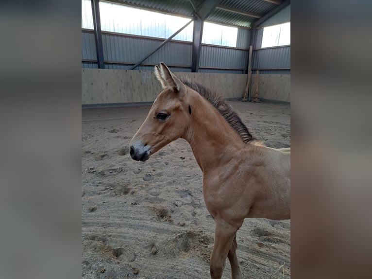 Danish Warmblood Stallion 1 year 16,1 hh Buckskin in Hobro