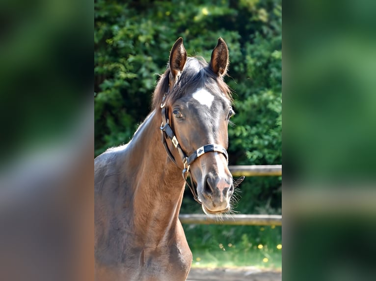 Danish Warmblood Stallion 1 year 16,2 hh Brown in Aabenraa