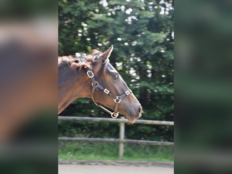 Danish Warmblood Stallion 1 year 16,2 hh Brown in Aabenraa