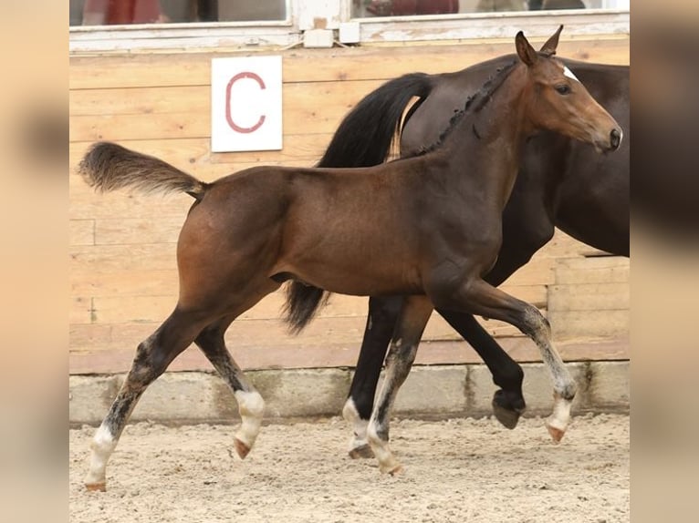 Danish Warmblood Stallion 1 year 16,2 hh Brown in Farsø