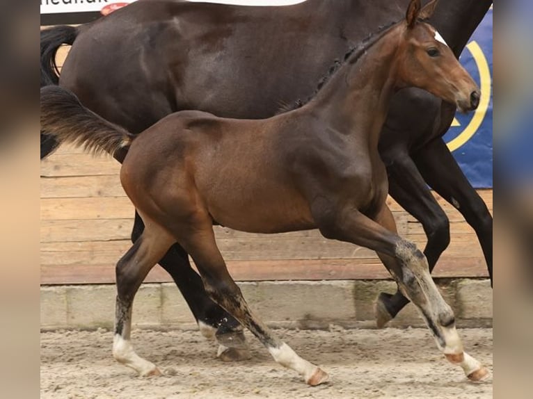 Danish Warmblood Stallion 1 year 16,2 hh Brown in Farsø