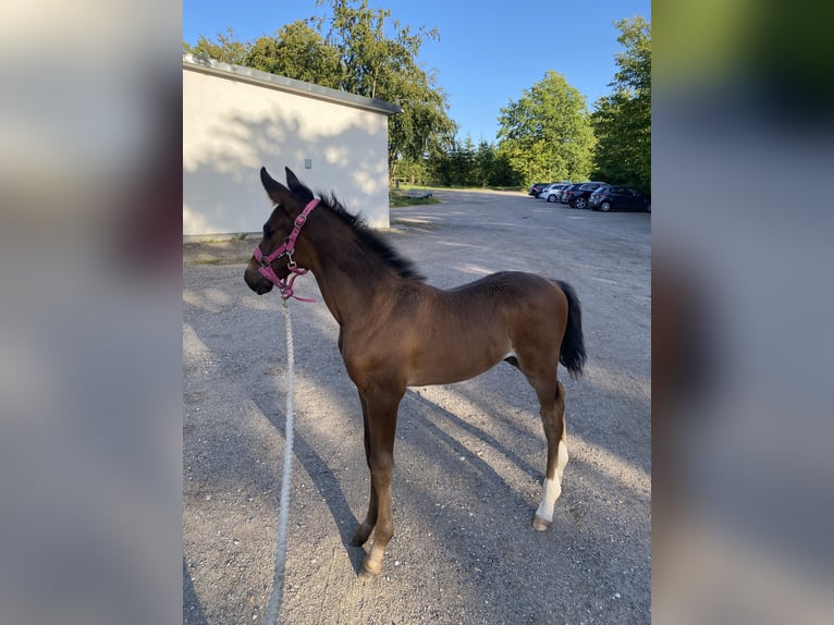 Danish Warmblood Stallion 1 year 16,2 hh Bay-Dark in Tjele